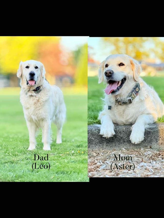 Champion Bloodline Purebred English Creams 🤍 media 2