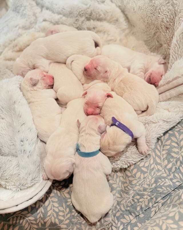 Champion Bloodline Purebred English Creams 🤍 media 21