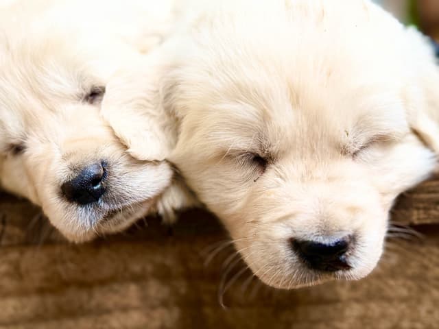 Champion Bloodline Purebred English Creams 🤍 media 15