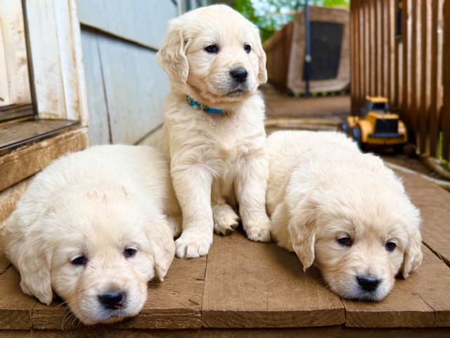 Champion Bloodline Purebred English Creams 🤍 media 11