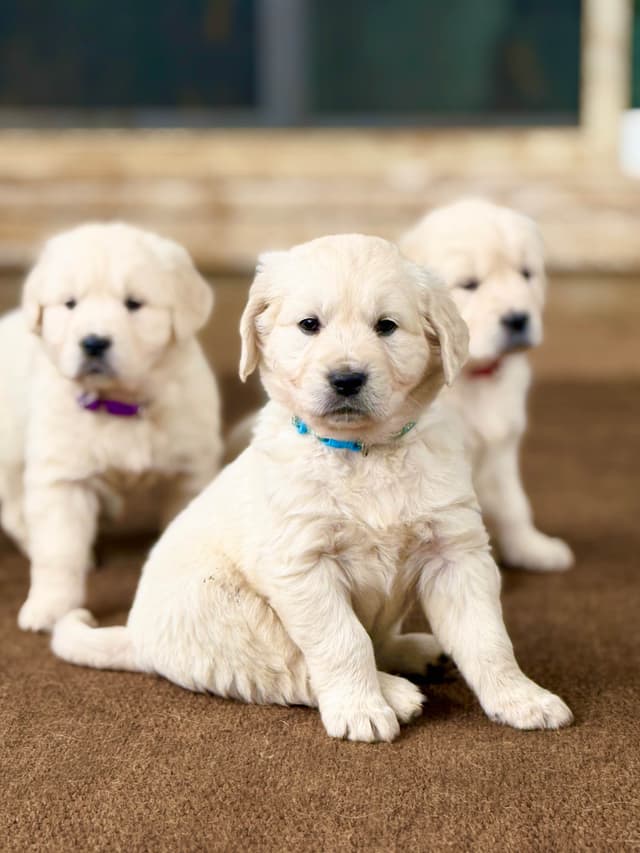 Champion Bloodline Purebred English Creams 🤍 media 13