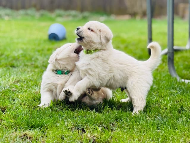 Champion Bloodline Purebred English Creams 🤍 media 16