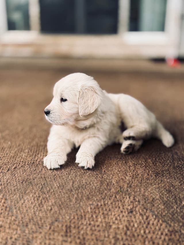 Champion Bloodline Purebred English Creams 🤍 media 14