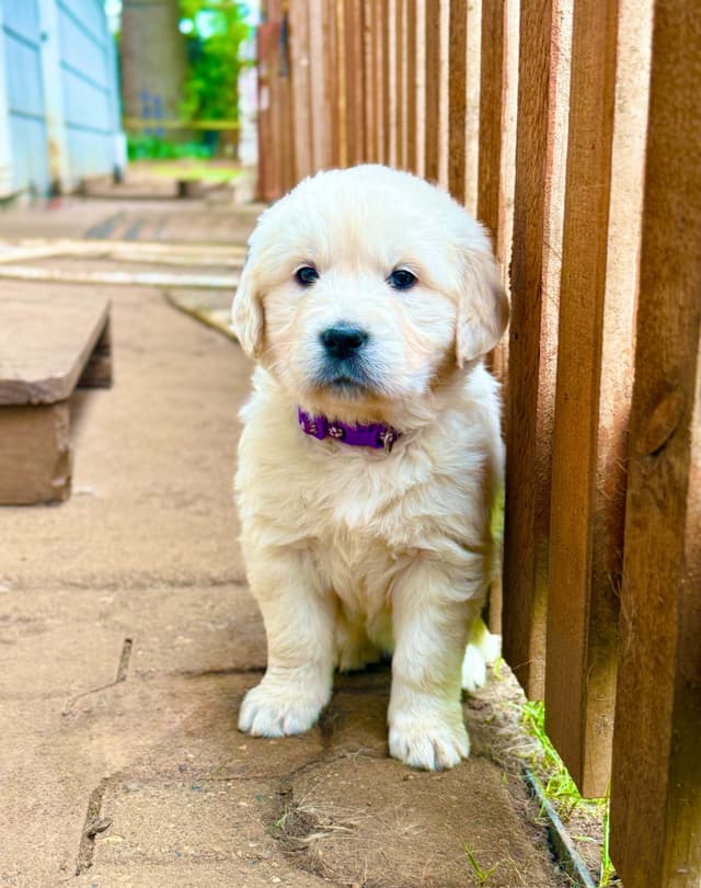 Champion Bloodline Purebred English Creams 🤍 media 17