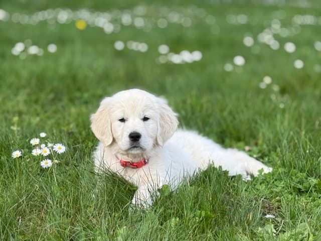Champion Bloodline Purebred English Creams 🤍 media 6