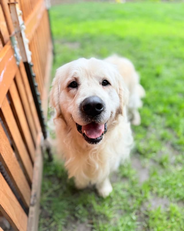 Adult Male Available for Rehoming! media 4