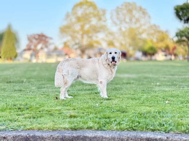 LEONARDO -4 Year Old Stud Available! media 2