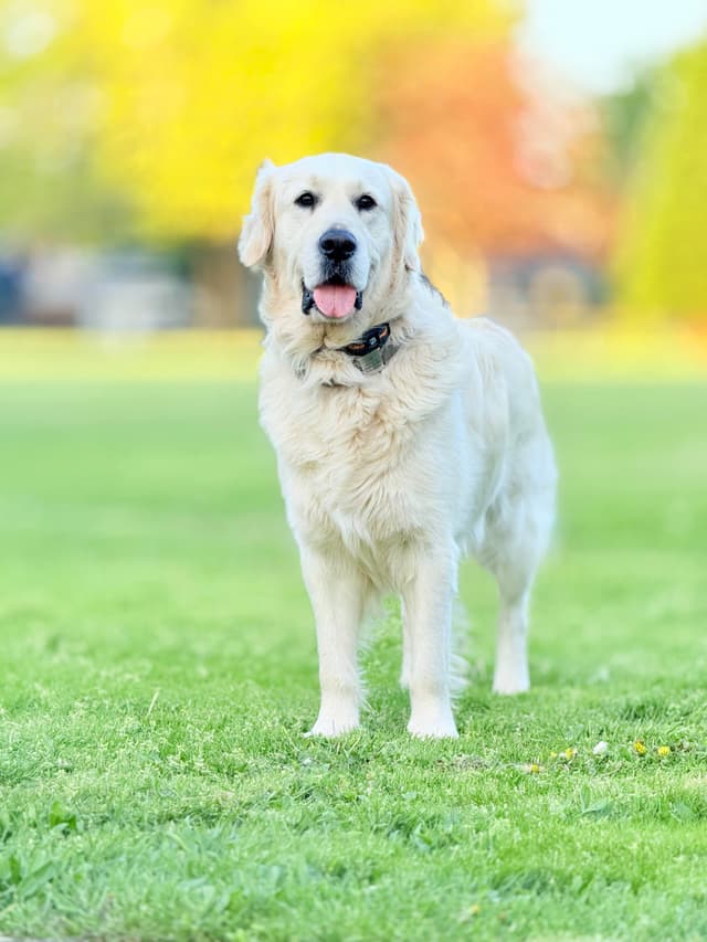 LEONARDO -4 Year Old Stud Available! media 3