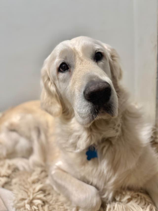 LEONARDO -4 Year Old Stud Available! media 4