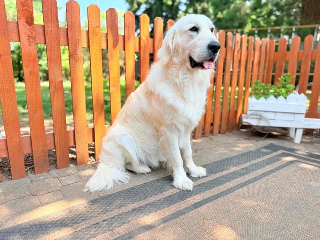 LEONARDO -4 Year Old Stud Available! media 5