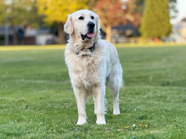 LEONARDO -4 Year Old Stud Available! media 6