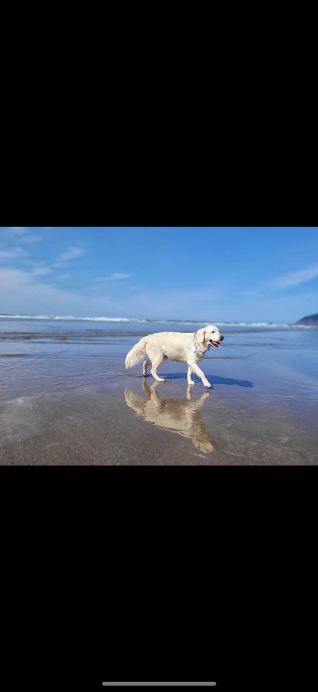 ASTER! -Adult Female Available media 4