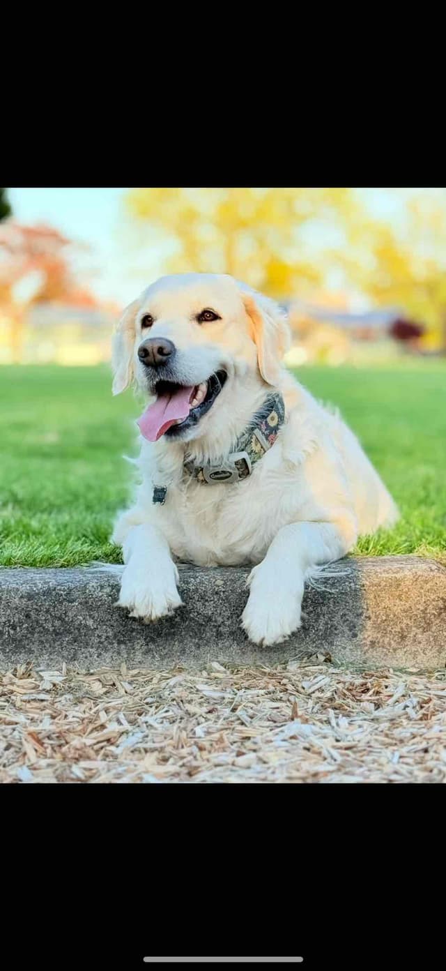ASTER! -Adult Female Available media 7