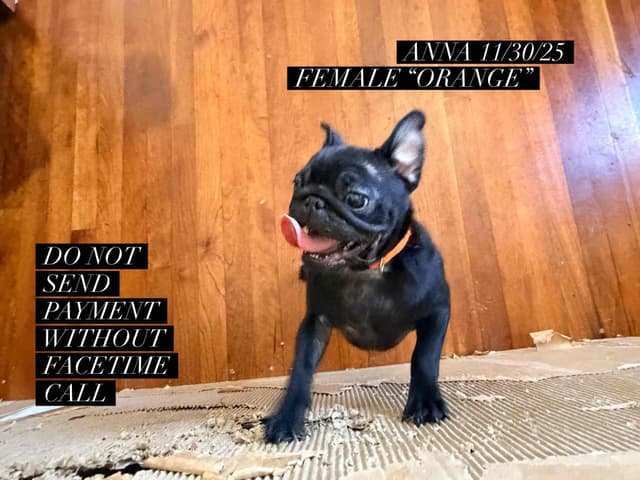 Black Pug Puppies media 2