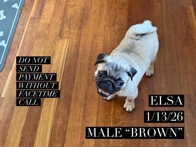 Fawn Pug Puppies media 2