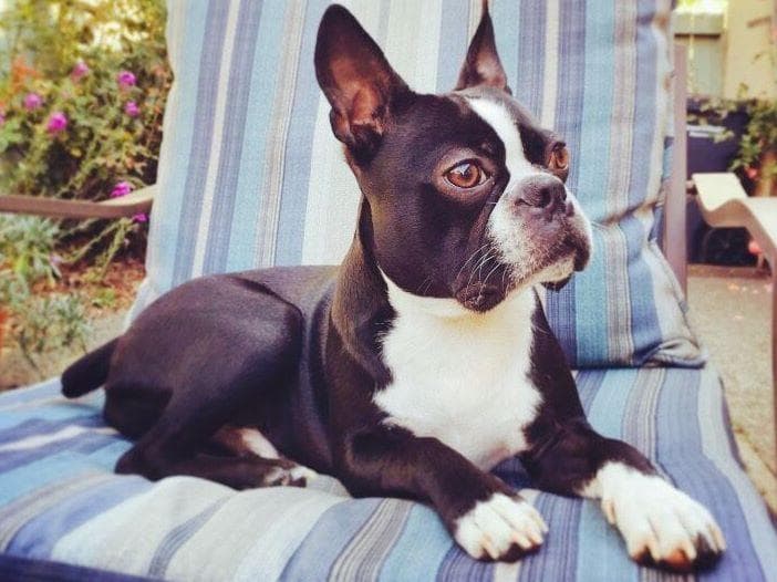 Boston Terrier Puppies breeder image 2