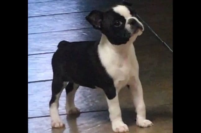 Boston Terrier Puppies breeder image 4