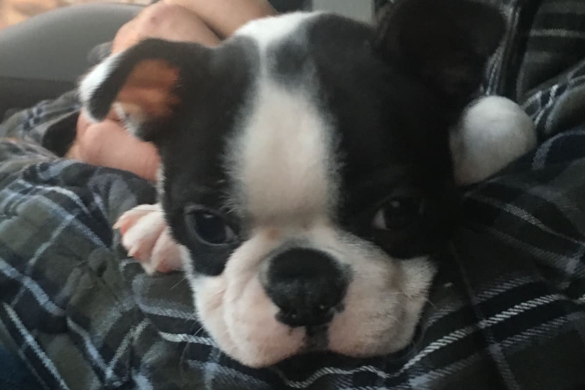 Boston Terrier Puppies breeder image 5