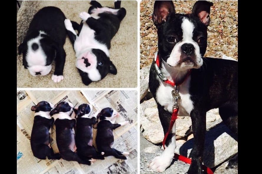 Boston Terrier Puppies breeder image 1