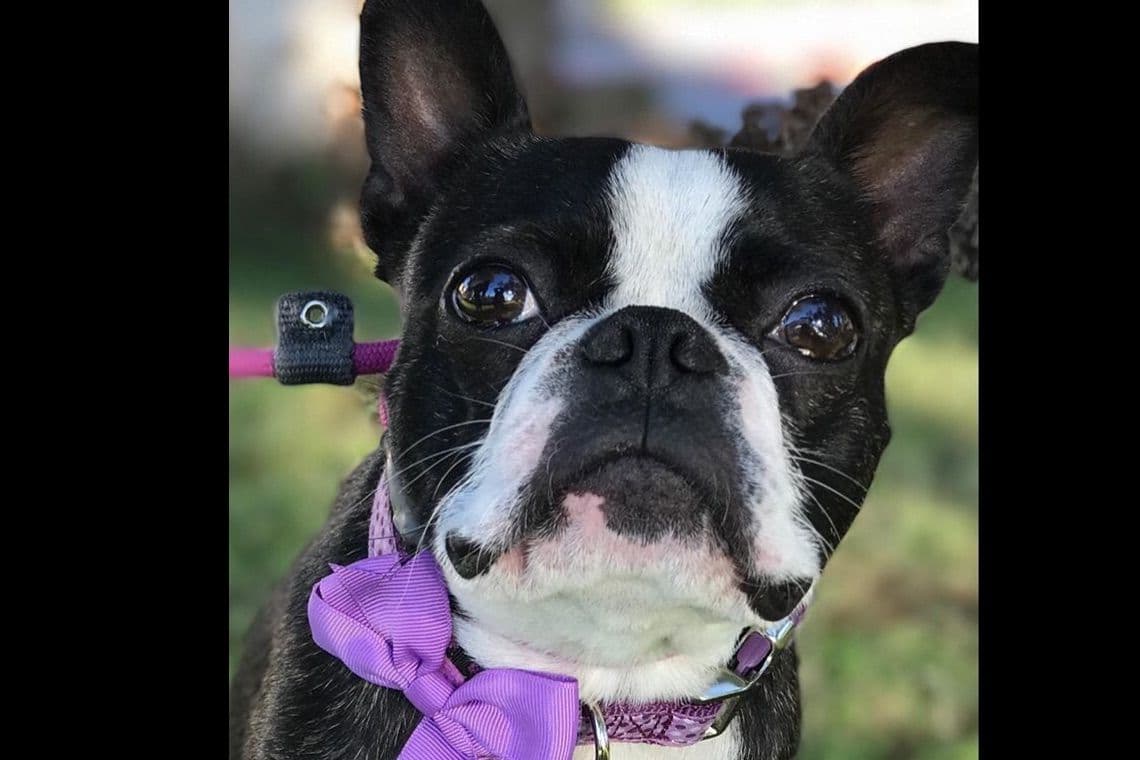 Boston Terrier Puppies breeder image 7