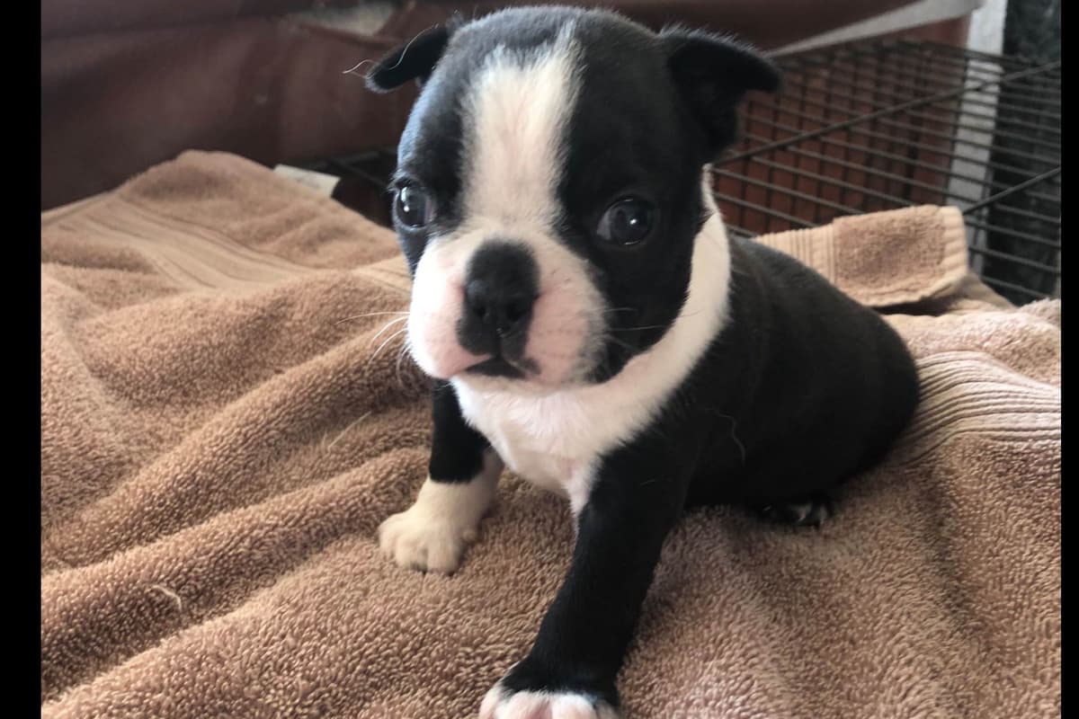 Boston Terrier Puppies breeder image 8