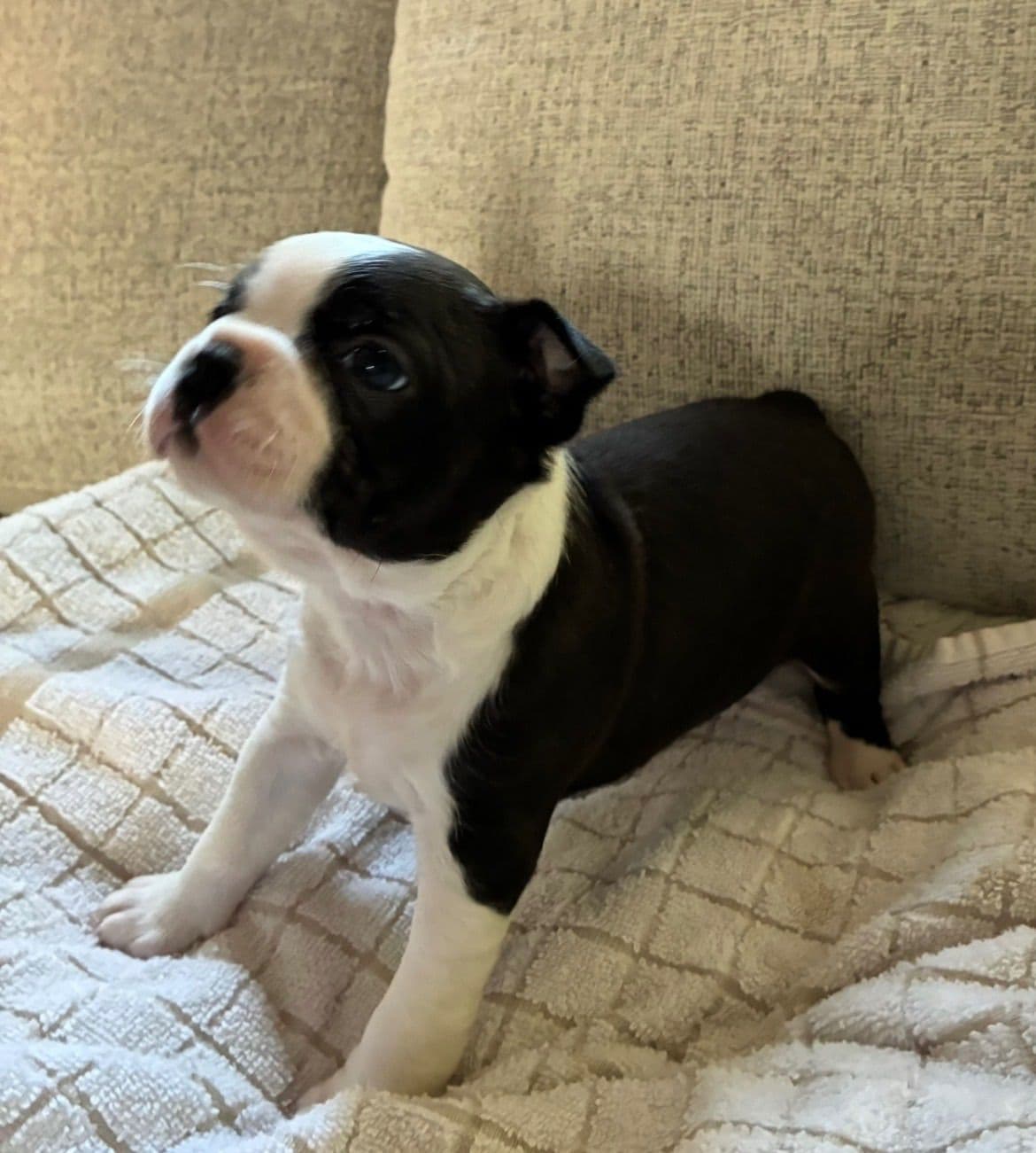 Boston Terrier Puppies breeder image 9