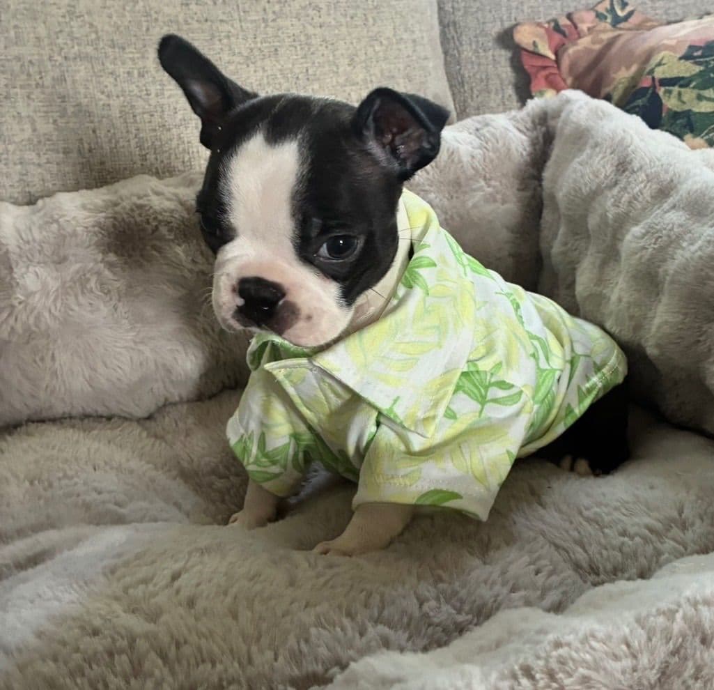 Boston Terrier Puppies breeder image 10