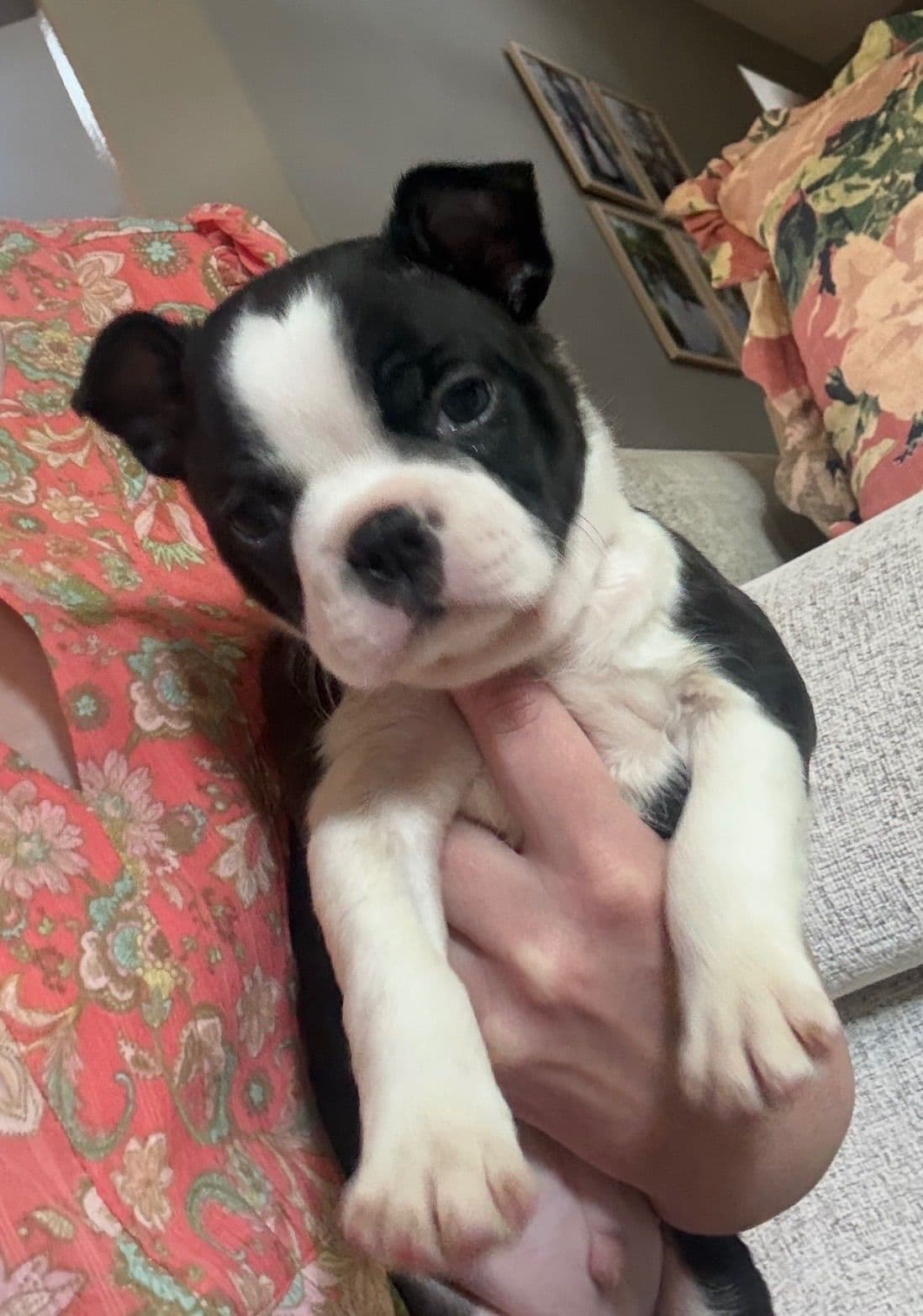 Boston Terrier Puppies breeder image 11