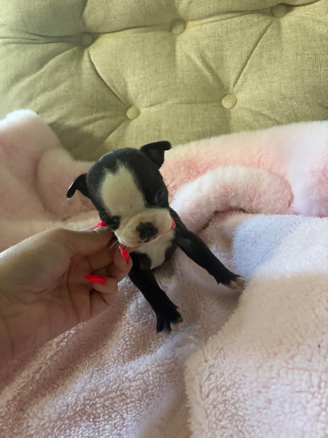 Boston Terrier Puppies media 2