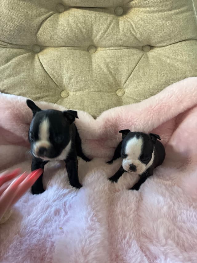Boston Terrier Puppies media 4