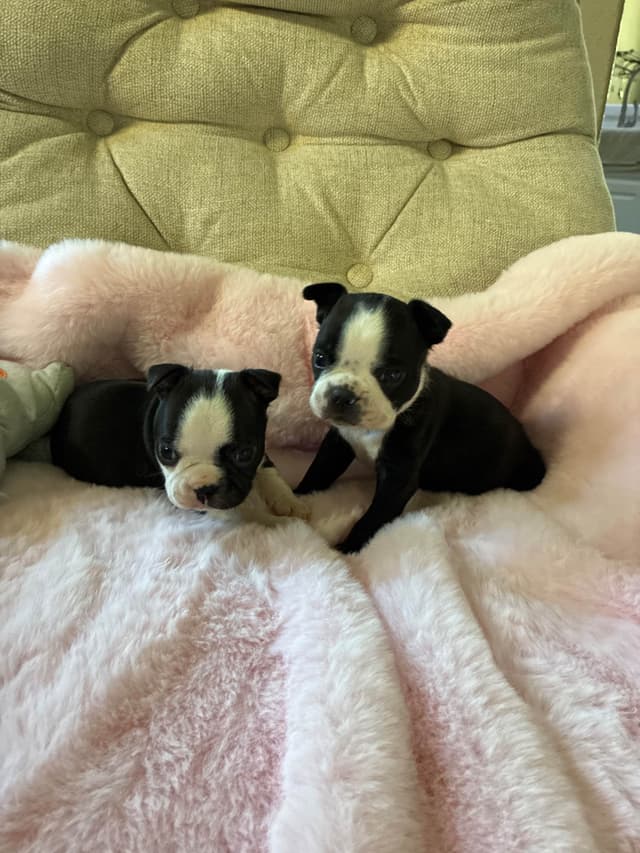 Boston Terrier Puppies media 3