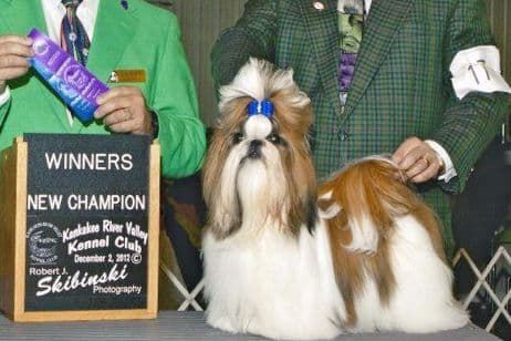 Shih Tzu Puppies breeder image 2
