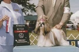 Shih Tzu Puppies breeder image 4