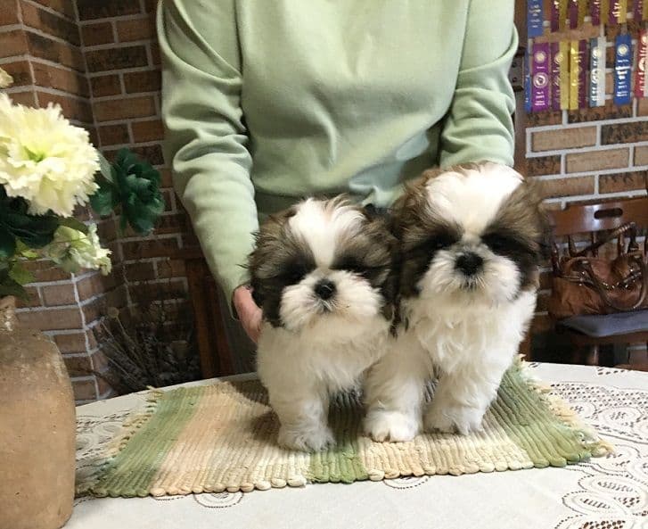 Shih Tzu Puppies breeder image 5