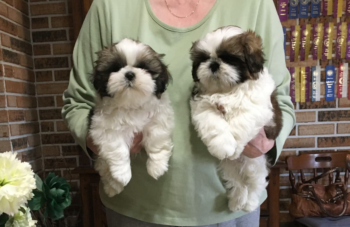 Shih Tzu Puppies breeder image 6