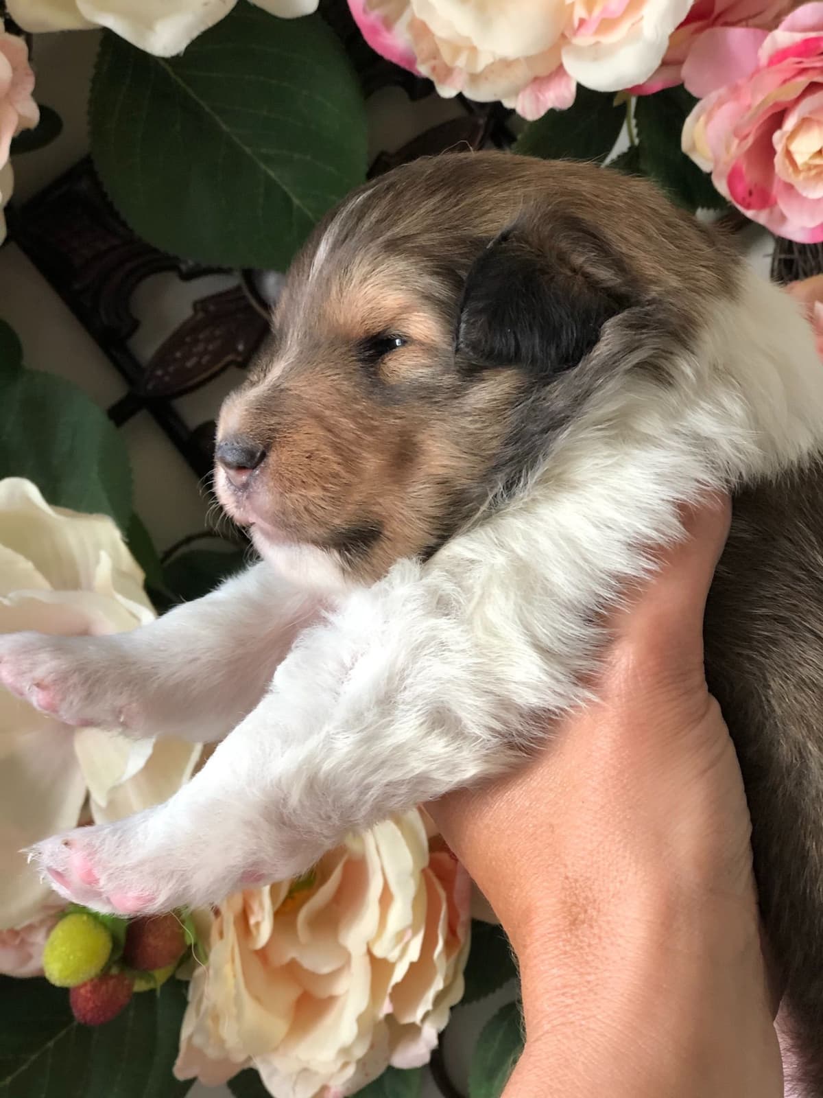 Shetland Sheepdog Puppies breeder image 1