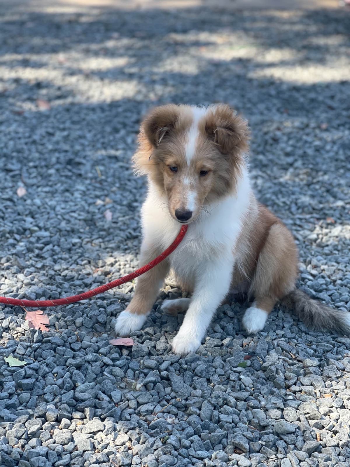 Shetland Sheepdog Puppies breeder image 2