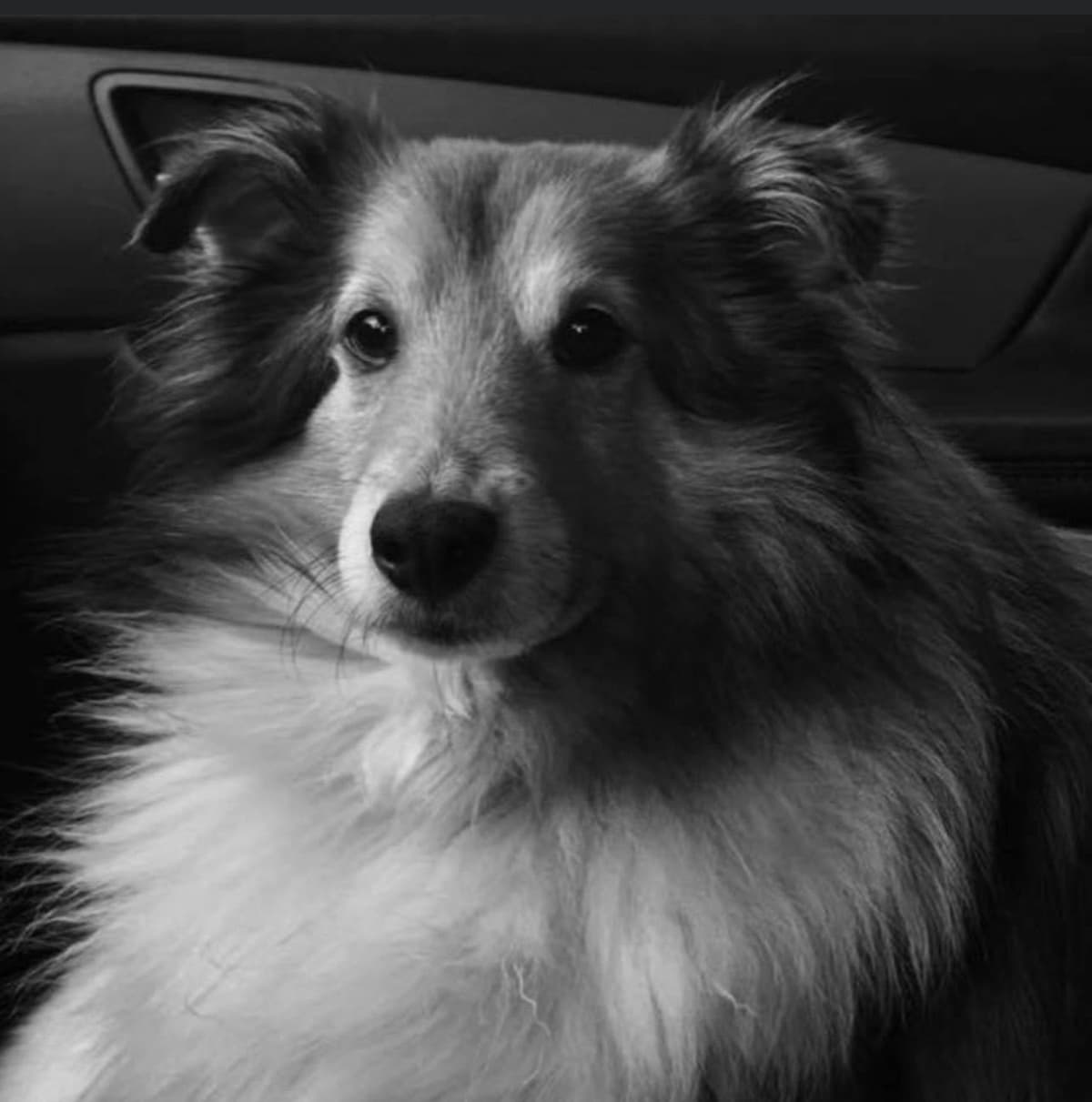 Shetland Sheepdog Puppies breeder image 3