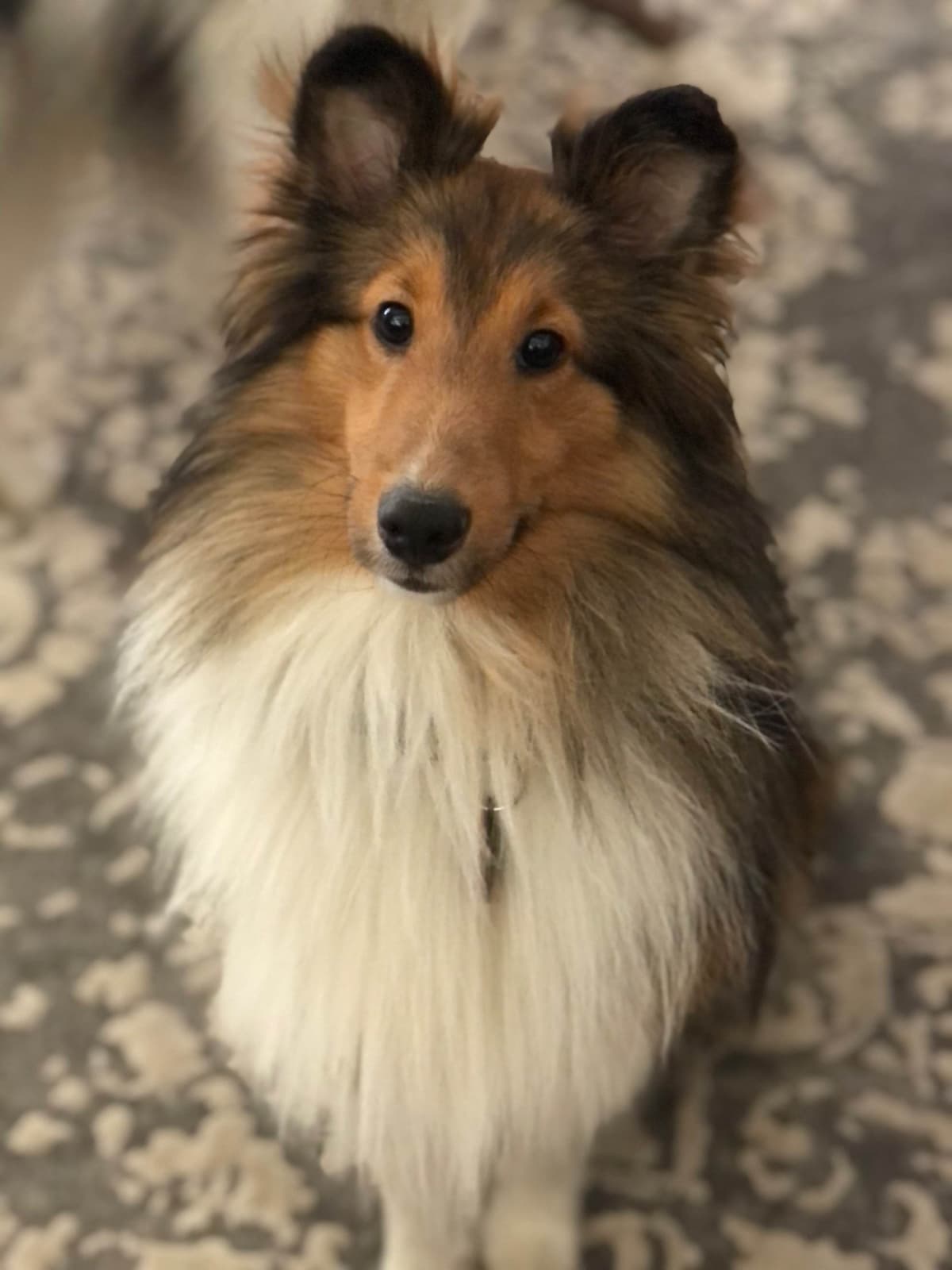 Shetland Sheepdog Puppies breeder image 4