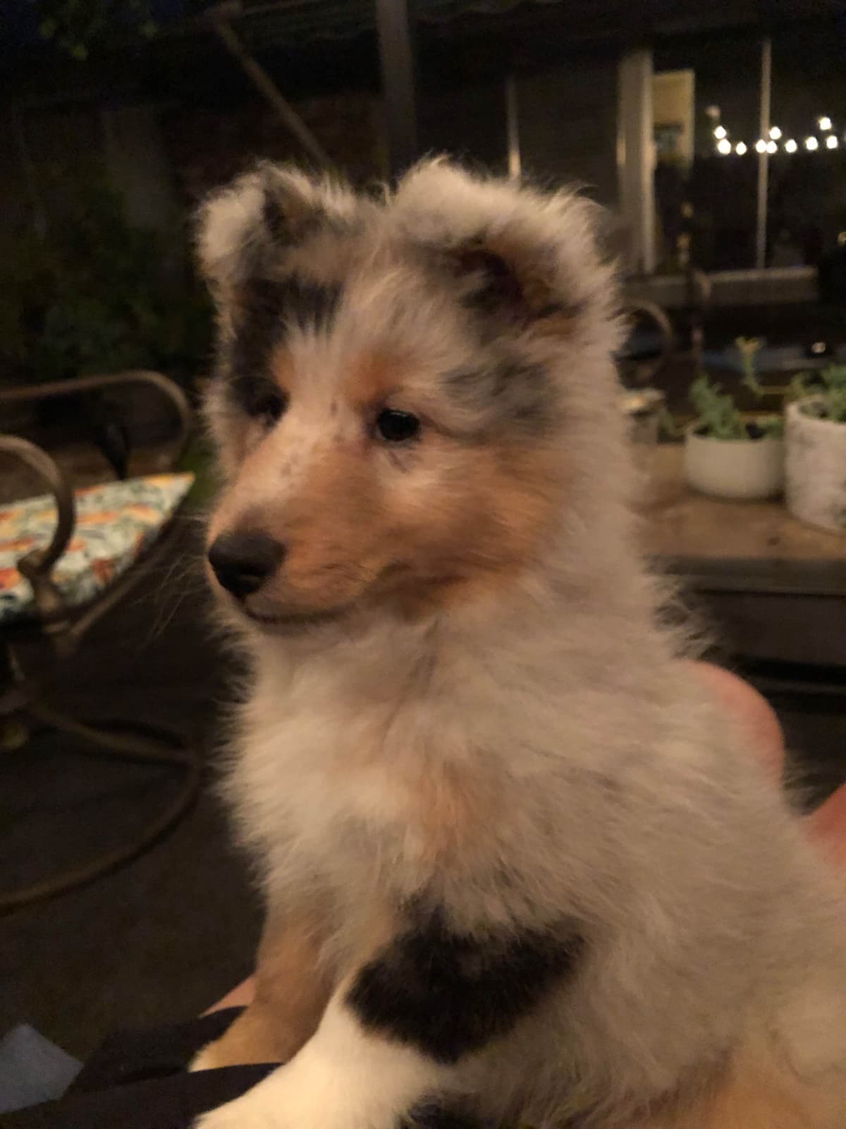 Shetland Sheepdog Puppies breeder image 8