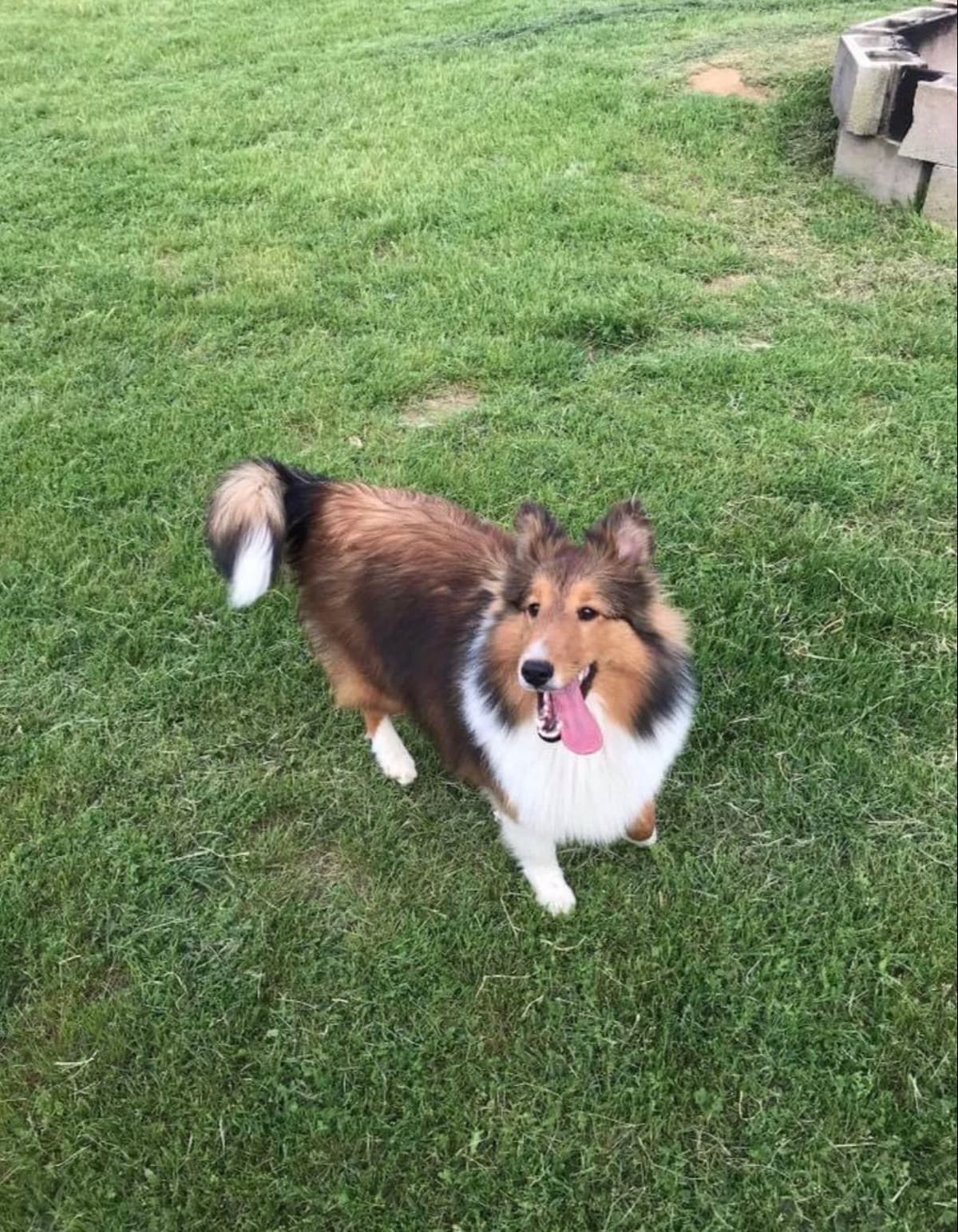 Shetland Sheepdog Puppies breeder image 5