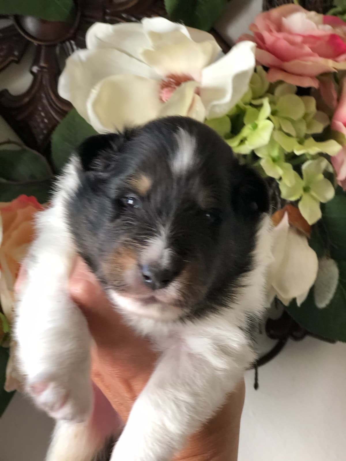 Shetland Sheepdog Puppies breeder image 6