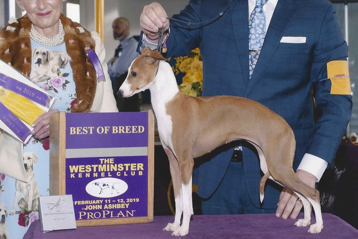Italian Greyhound Puppies breeder image 1
