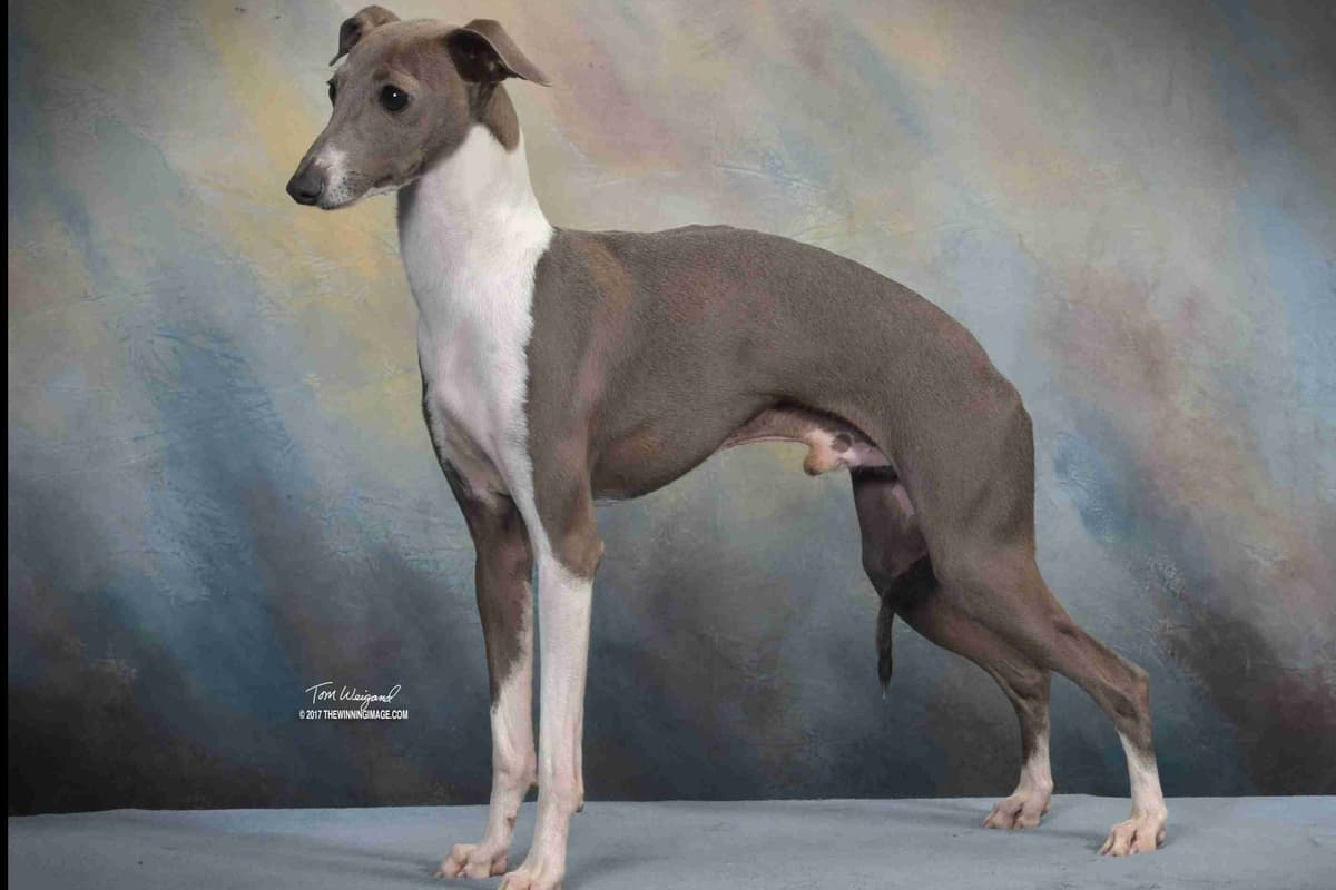 Italian Greyhound Puppies breeder image 2