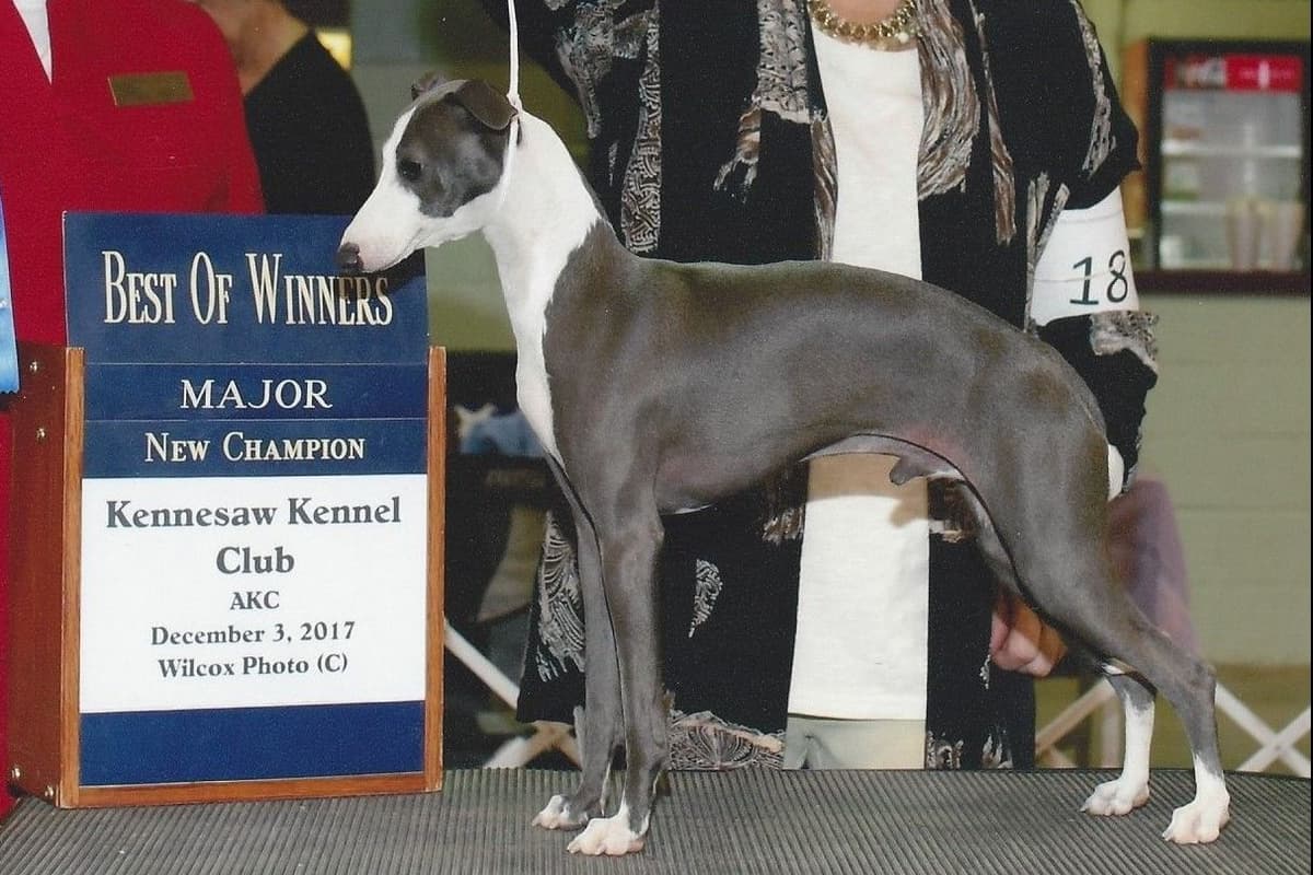 Italian Greyhound Puppies breeder image 3
