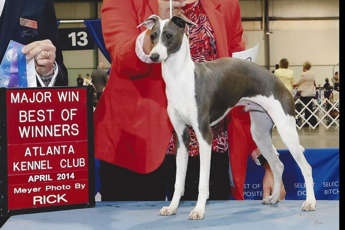 Italian Greyhound Puppies breeder image 4