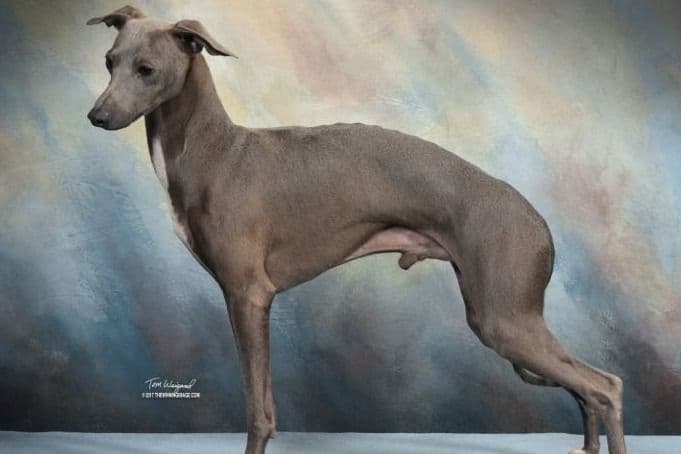Italian Greyhound Puppies breeder image 6