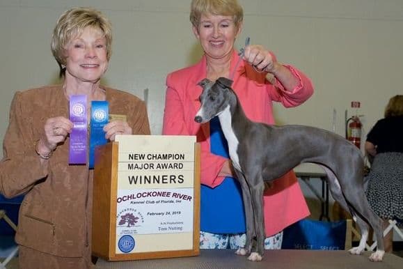 Italian Greyhound Puppies breeder image 7