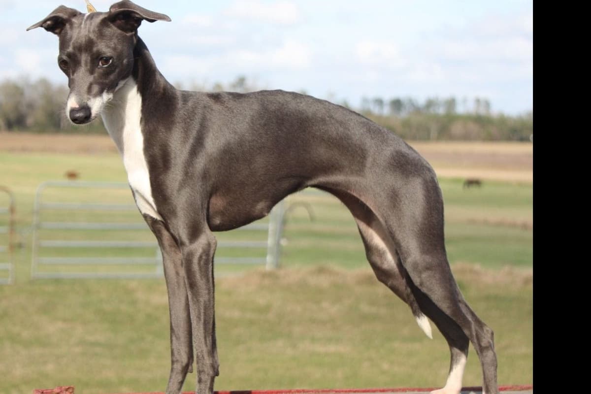Italian Greyhound Puppies breeder image 8