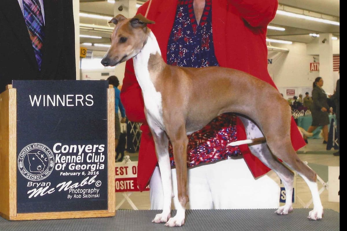 Italian Greyhound Puppies breeder image 9